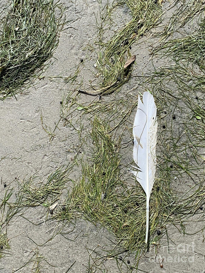 Feather and Seaweed Photograph by Mary Mikawoz