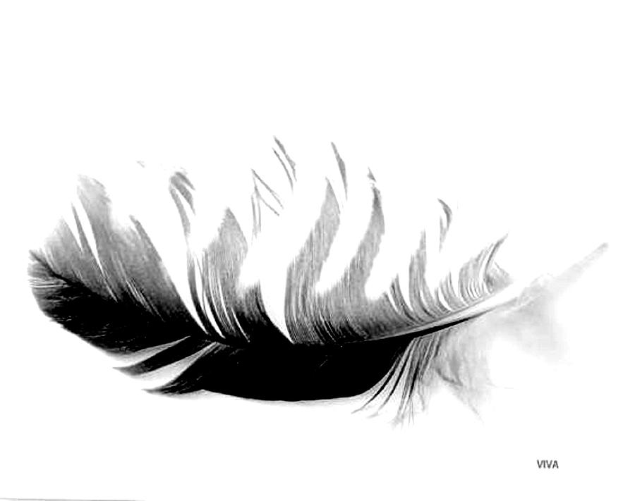FEATHER -  Au Naturel Photograph by VIVA Anderson