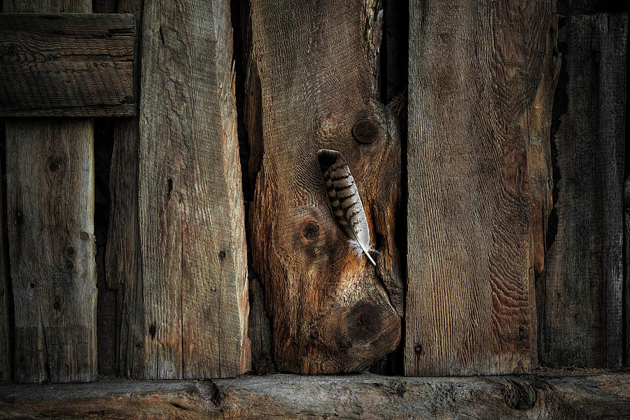 Feather Barn Wood  Photograph by Martina Abreu