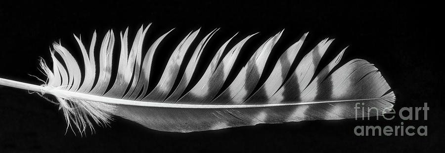 Feather  BW Pyrography by Joseph Miko