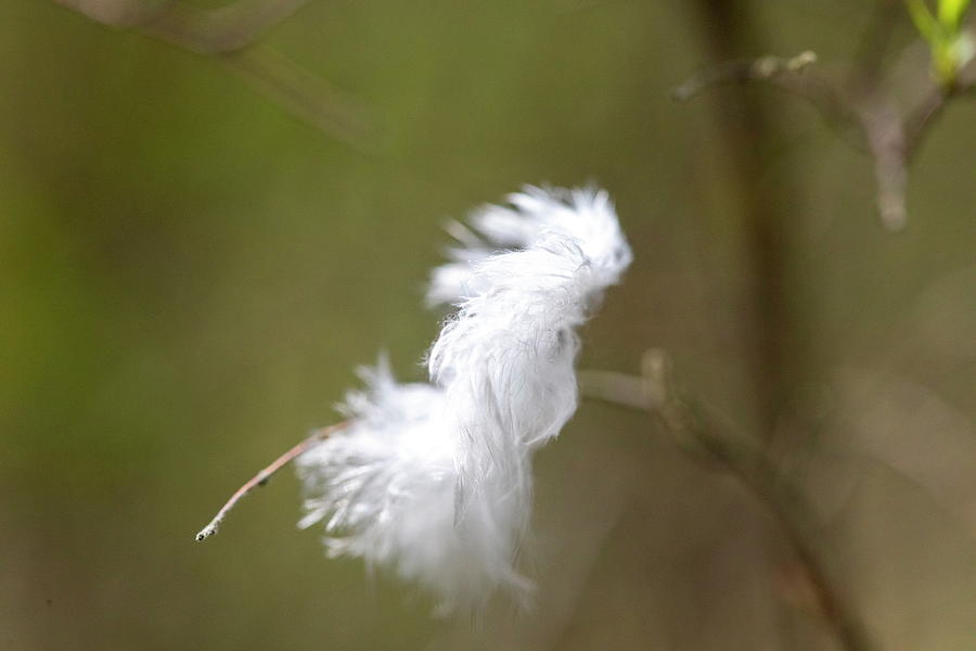 Feather-Carpe Diem Photograph by Aleksandrs Drozdovs