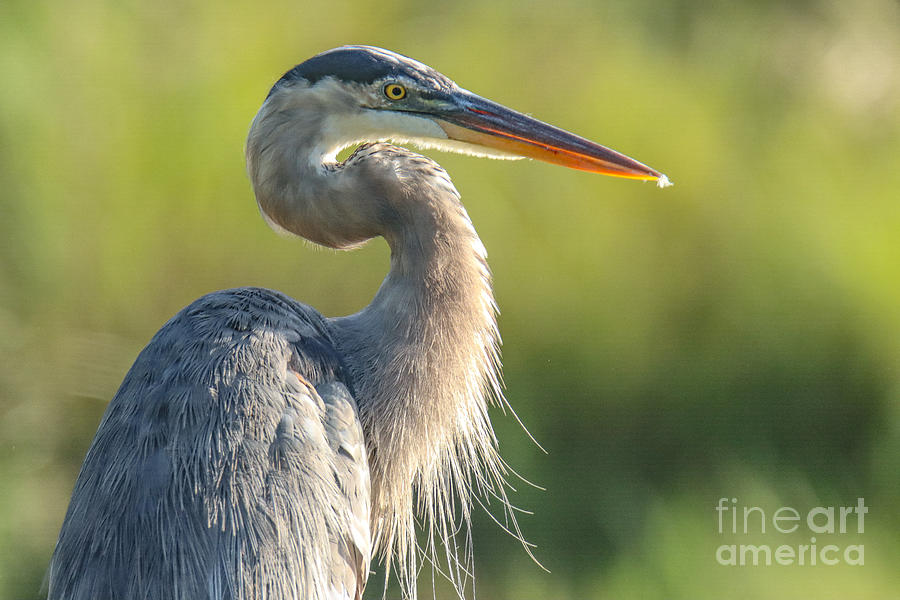 Feather Photograph by Cathy Johnson - Fine Art America