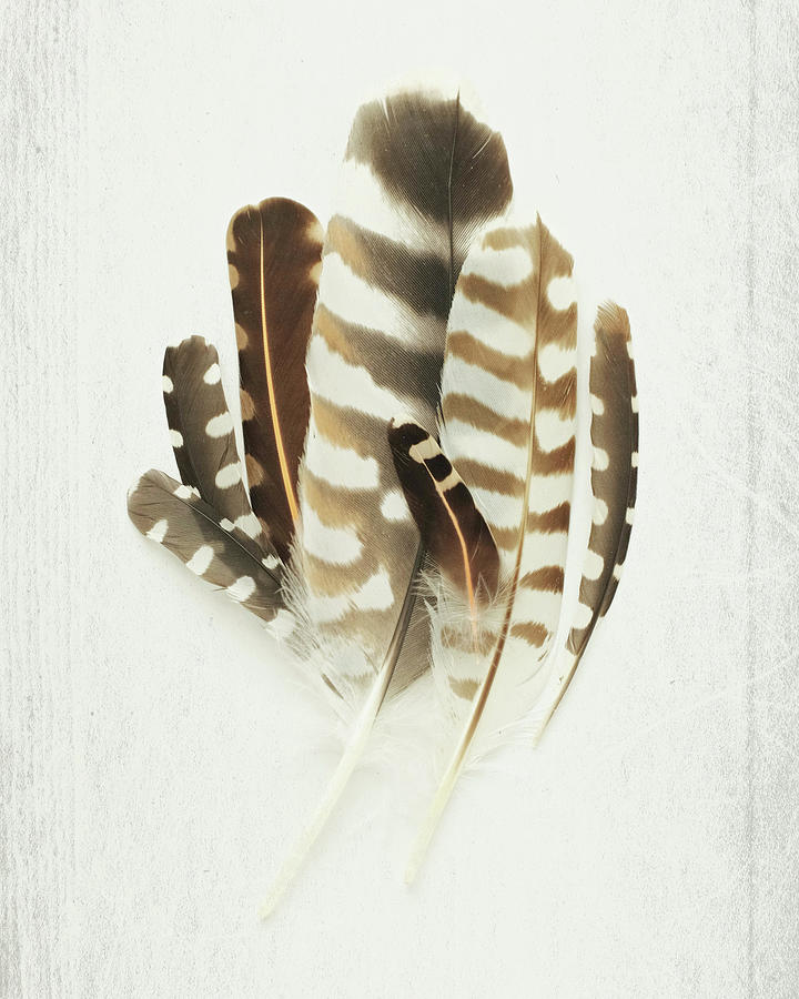Feather Collection Photograph by Lupen Grainne