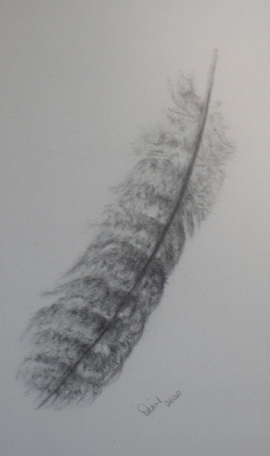 Feather Drawing by Diane  DiMaria