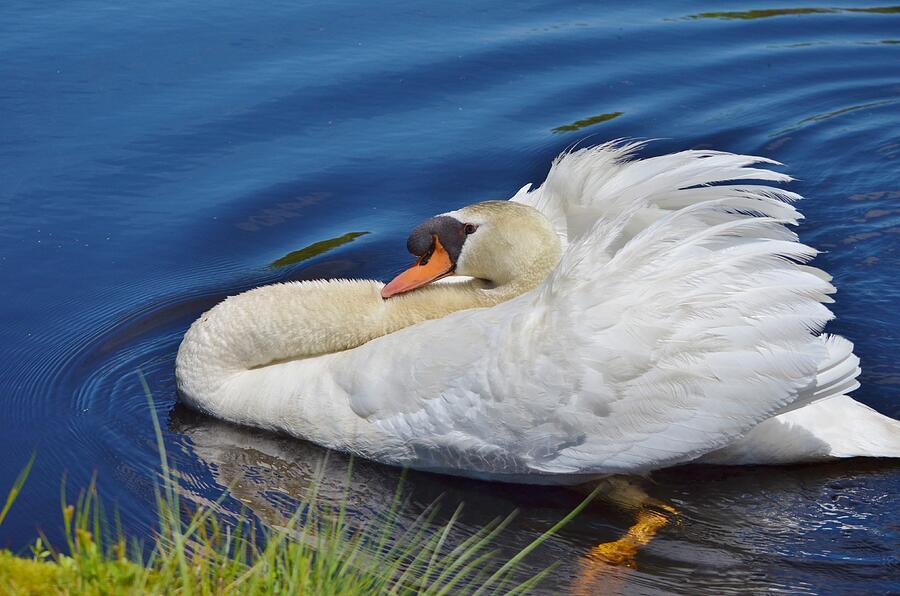 Swan Photograph - Feather Display by Linda Howes