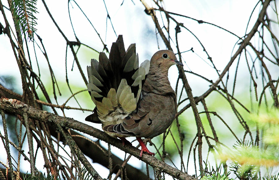 Feather Display Mourning Dove Photograph by Debbie Oppermann