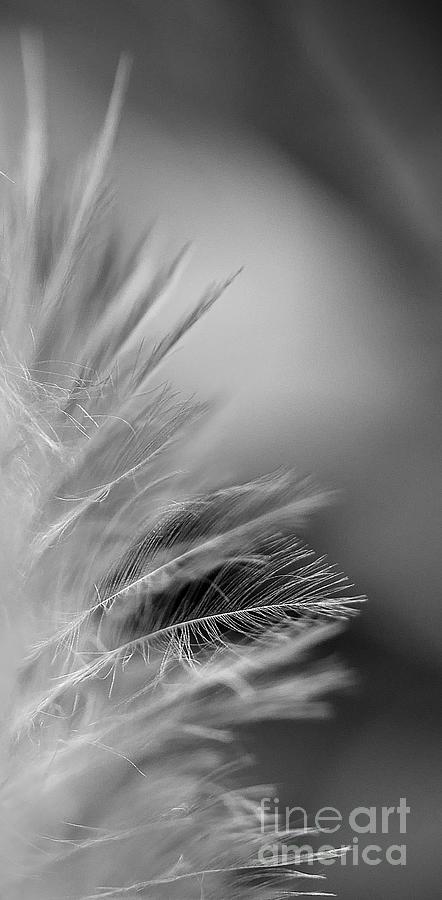 Feather Photograph by Elisabeth Derichs