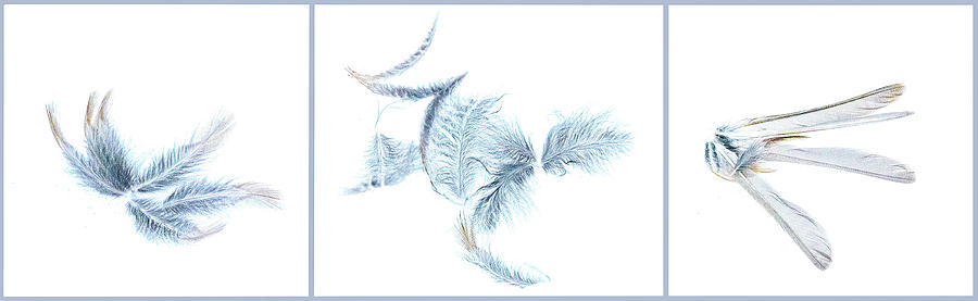 Feather Fantasy Triptych Photograph by Ira Marcus