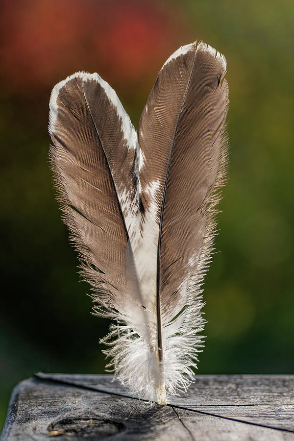 Feather Heart Photograph by Martina Abreu