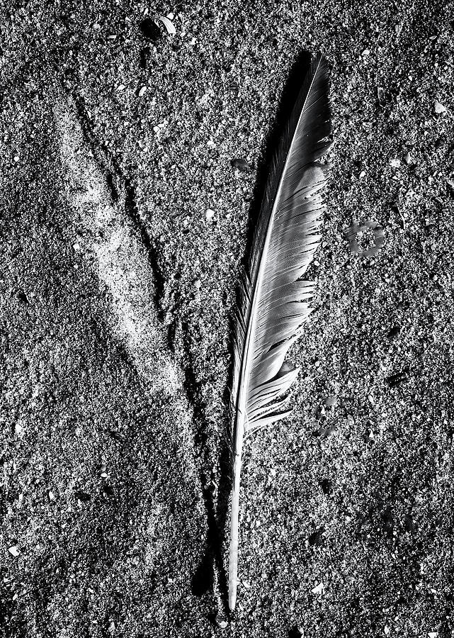 Feather Impression Photograph by Cate Franklyn