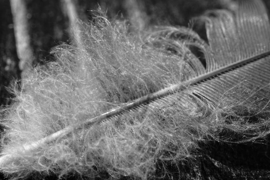 Feather in Black and White Photograph by Evan Foster