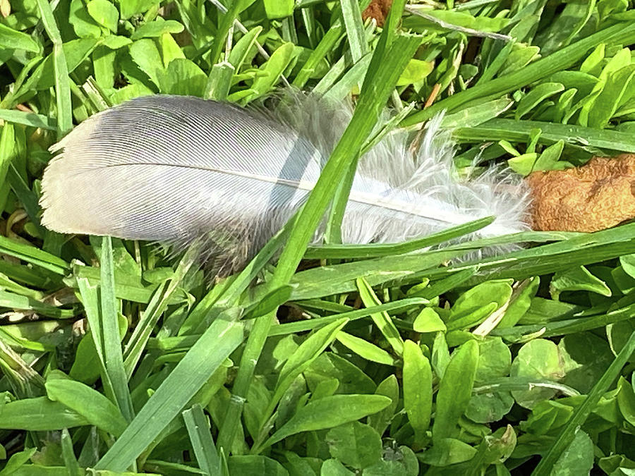 Feather in Grass Photograph by Jeff Iverson