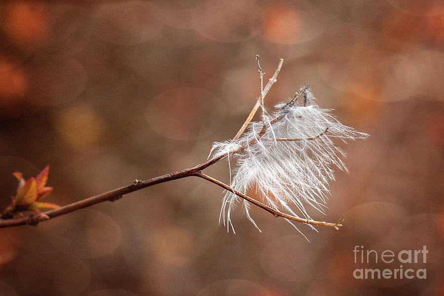 Feather In The Autumn Wind Photograph by Sharon McConnell