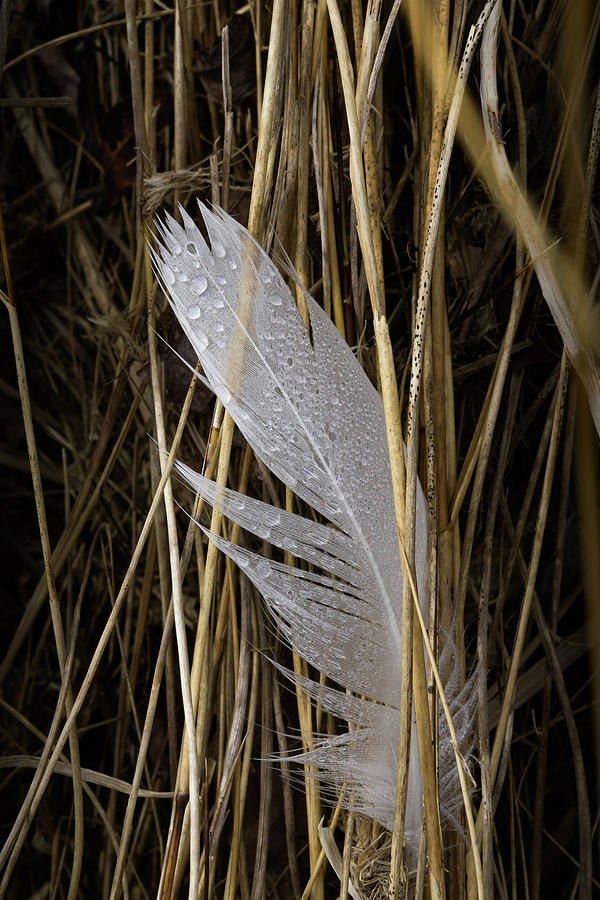 Feather In The Reeds Photograph