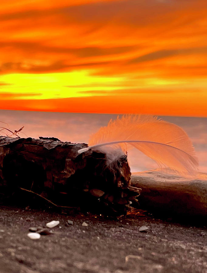 Feather In The Wind Photograph by Nicholas Stincic Pixels