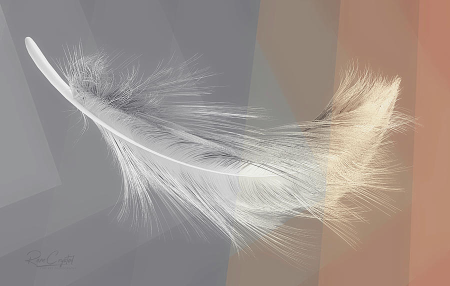 Feather Interrupted Photograph by Rene Crystal