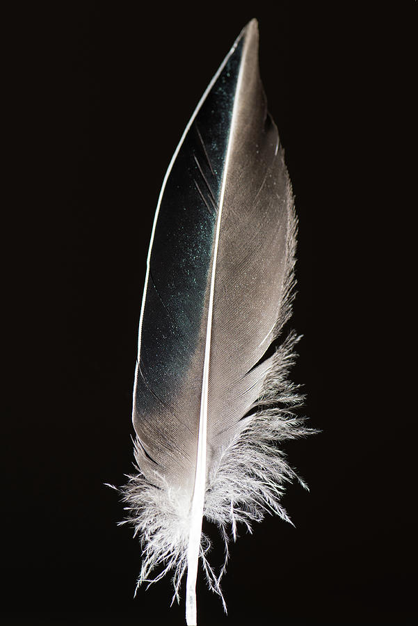 Feather isolated on black Photograph by Mike Fusaro