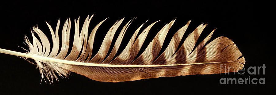 Feather  Pyrography by Joseph Miko