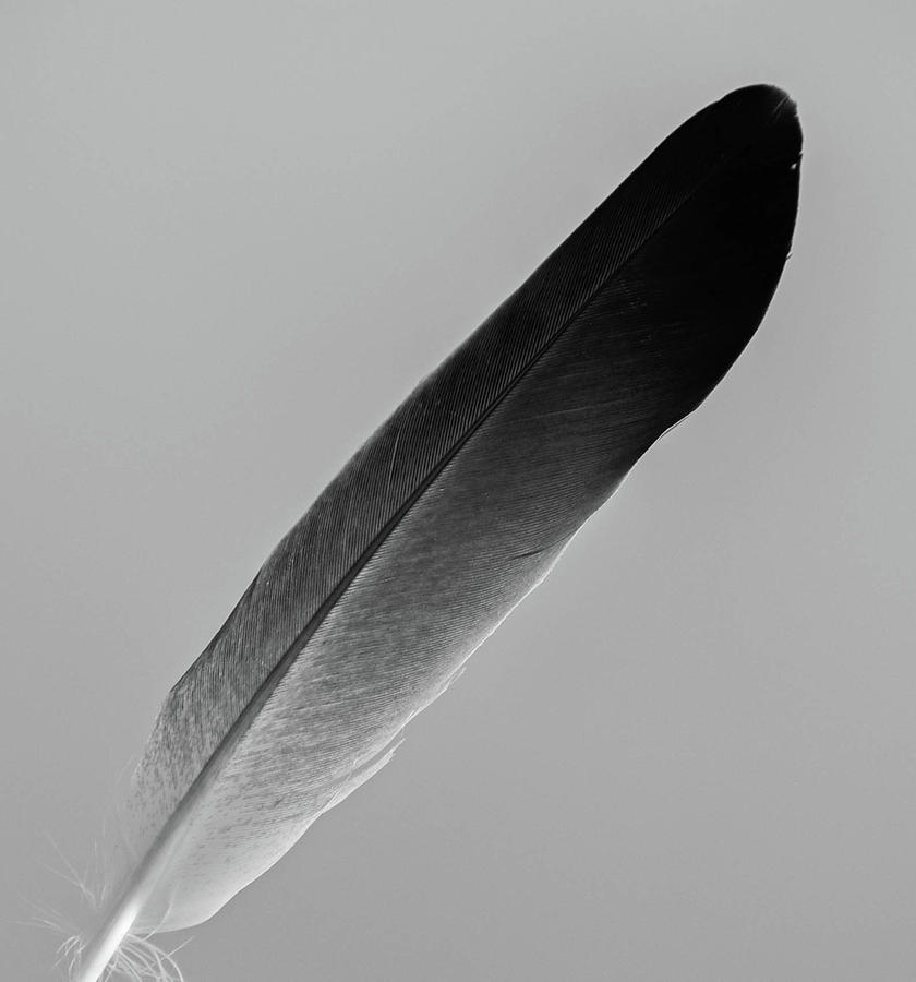 Feather Photograph