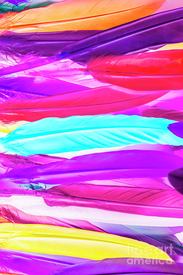 Feather Neon Photograph