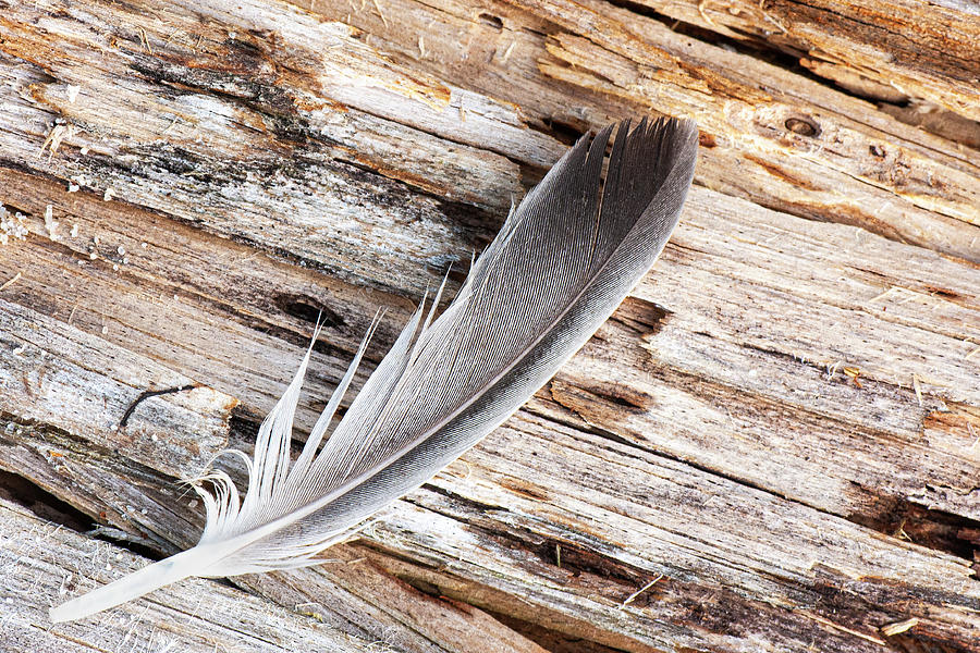 Feather on Deadwood in the Croatan National Forest Photograph by Bob Decker