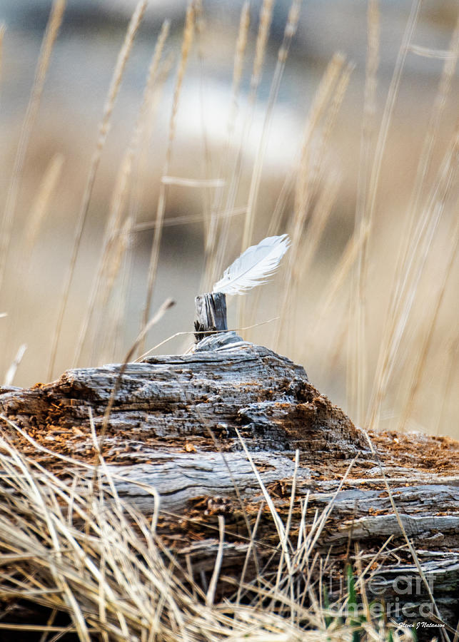 Feather on Driftwood Photograph by Steven Natanson