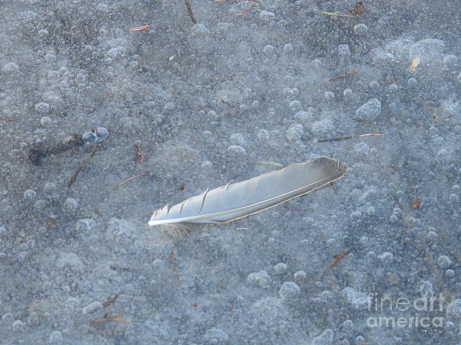 Feather on Ice Photograph by Nicola Finch