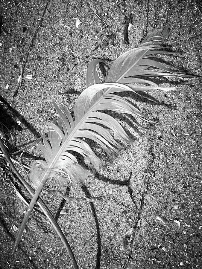 Feather on the Beach Photograph by Dawna Moore Photography