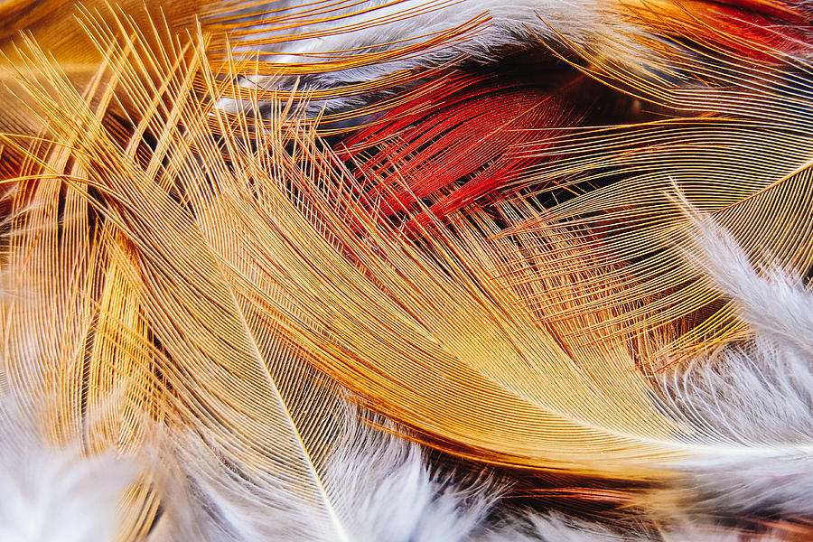 Feather Pile Photograph by Stuart Litoff