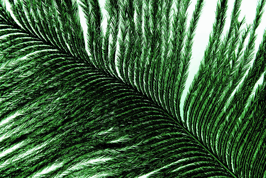 Feather plumage green texture Photograph by Severija Kirilovaite