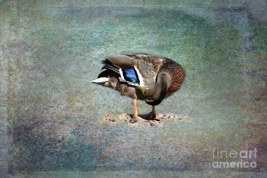 Feather Preening - Mallard Duck Photograph by Yvonne Johnstone