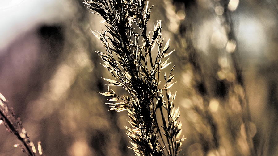 Abstract Photograph - Feather Reed Grass bokeh by Tom Halseth