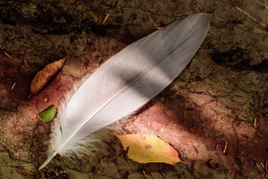 Feather Stone And Light Photograph