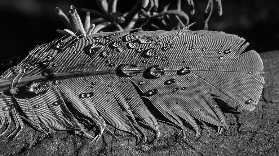 Feather Sunrise BW Photograph by Glenn DiPaola