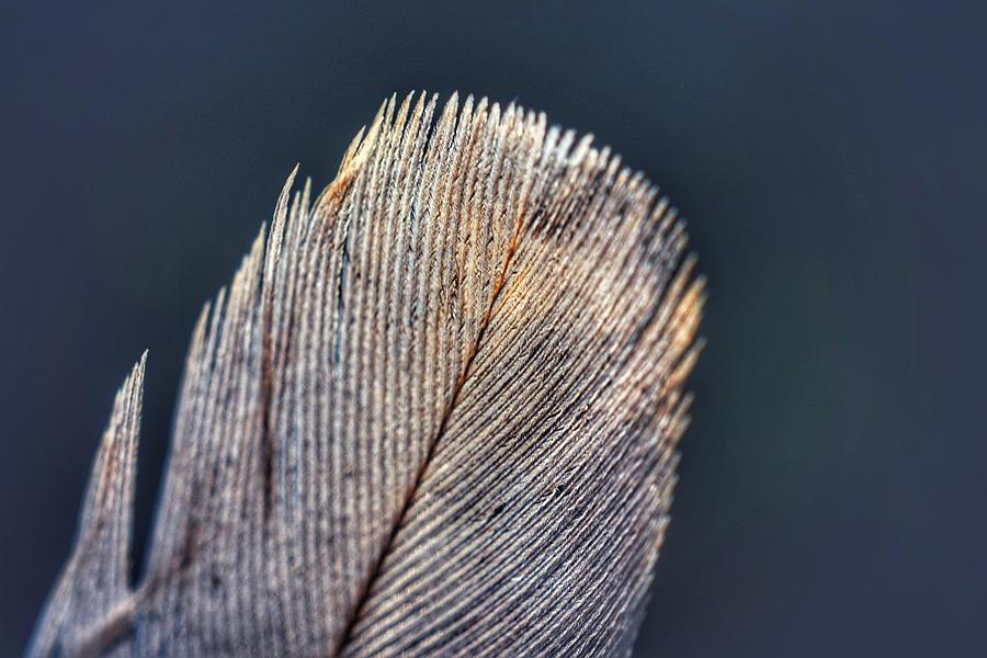 Feather Tip Photograph by Evan Foster