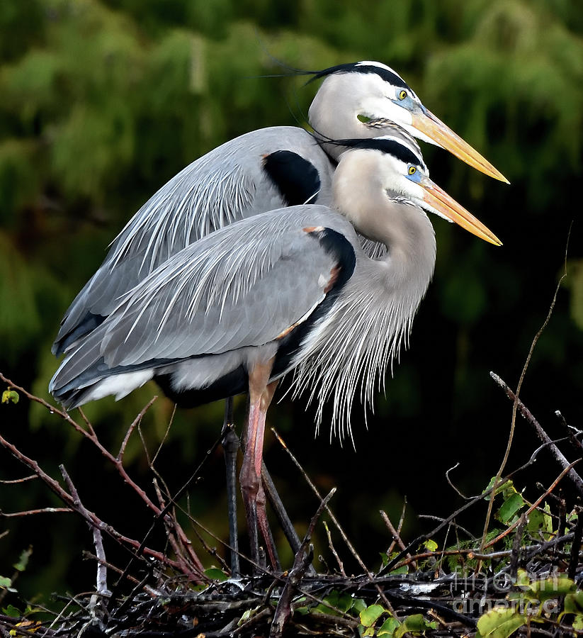 Feathered Friends Photograph By Paula Goodman - Fine Art America