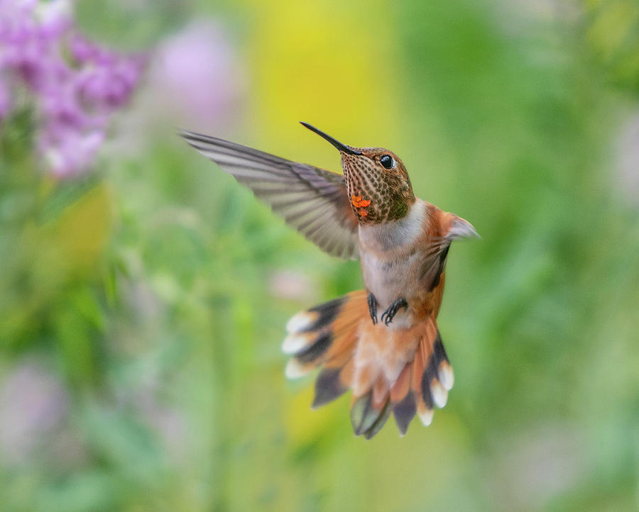 Feathered Jewel Photograph by Kent Keller - Fine Art America