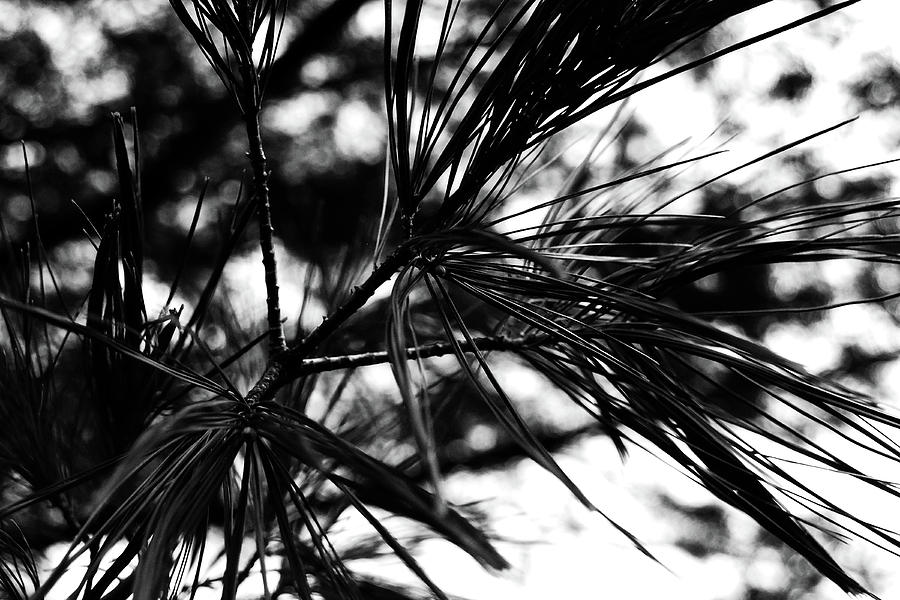 Nature Photograph - Feathered Pine by Simone Hester
