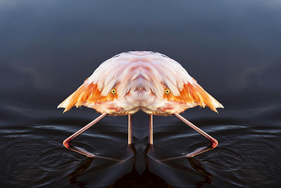 Featherhead Crustacean Digital Art by Pelo Blanco Photo