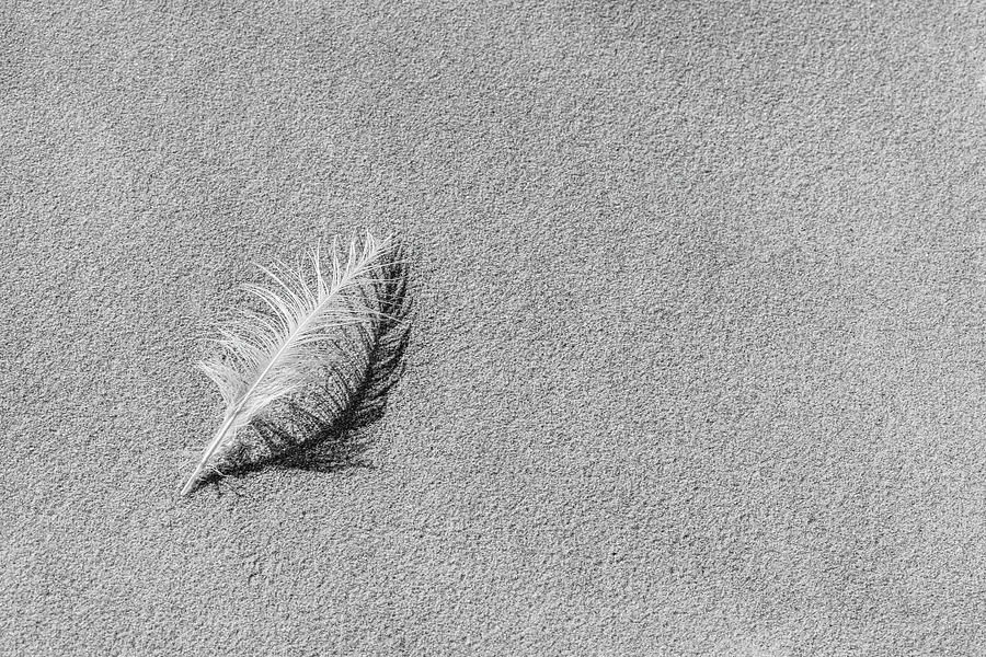 Feathering Photograph by Gina Cinardo