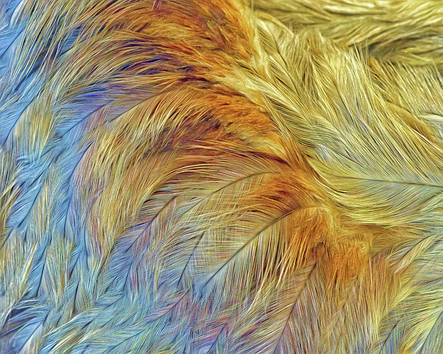 Feather Photograph - Feathers - Abstract - No 2 by Nikolyn McDonald