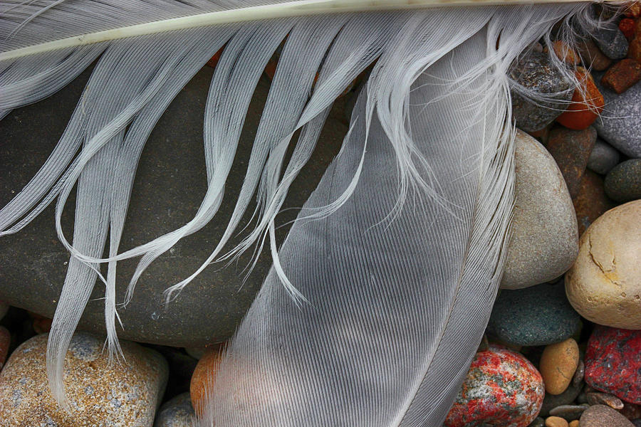 Feathers and Beach Rocks 062122 Photograph by Mary Bedy