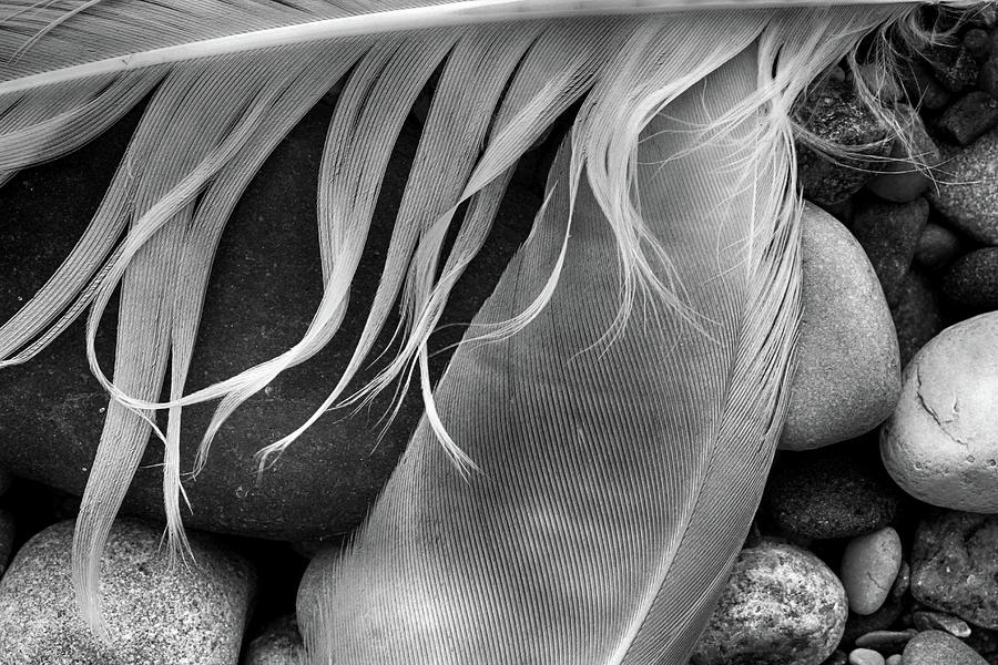 Feathers and Beach Rocks BW 093022 Photograph by Mary Bedy