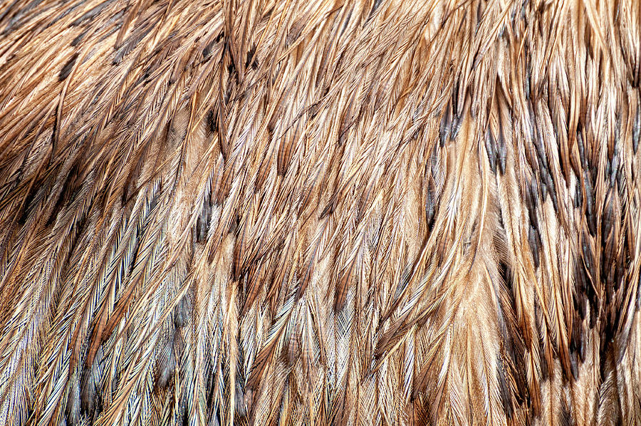 Feathers Photograph by Fabrizio Troiani