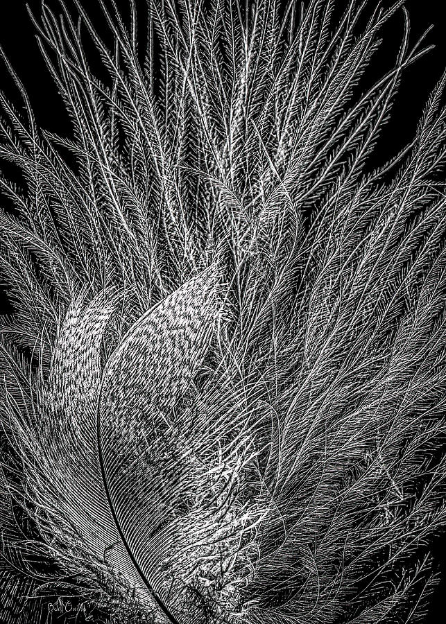 Feather Photograph - Feathers In Black and White by Bob Orsillo