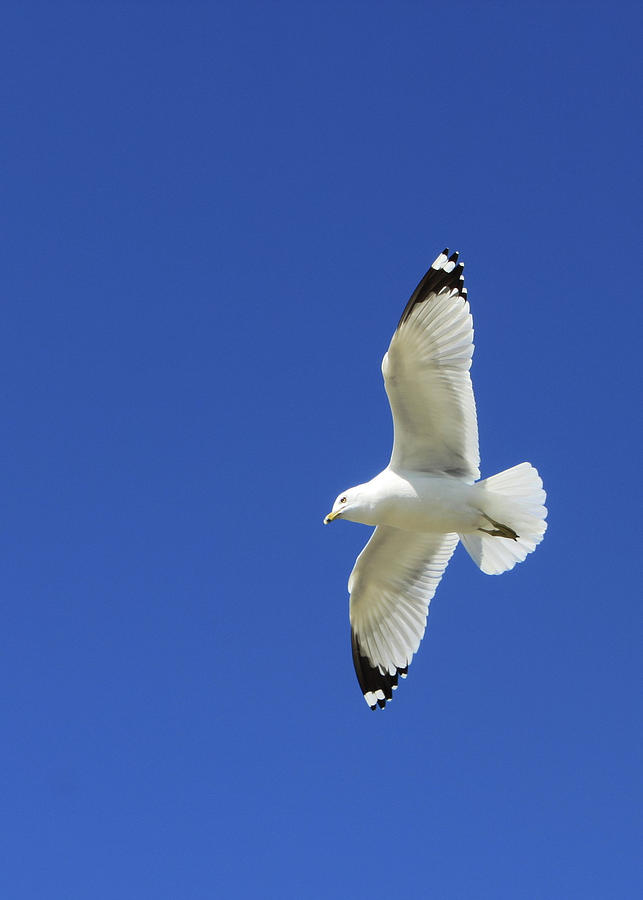Feathers in Flight Photograph by David Beard Fine Art America
