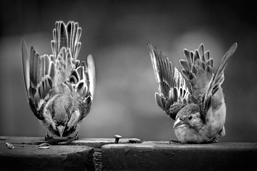 Feathers Photograph by Laurie Minor - Fine Art America