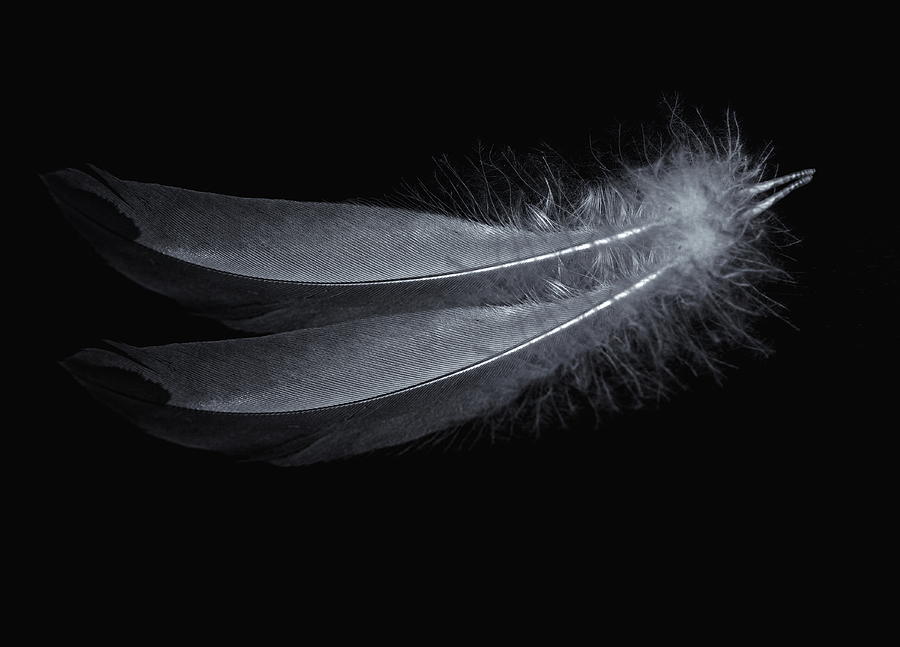 Feathers Monochrome Photograph by Jeff Townsend