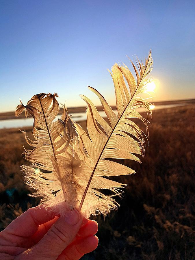 Feathers Of Hope Photograph