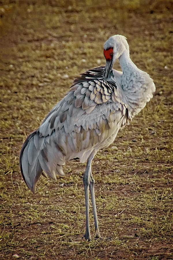 Nature Photograph - Feathers, Sandhill Crane by Zayne Diamond Photographic Nature Photograph - Feathers, Sandhill Crane by Zayne Diamond Photographic